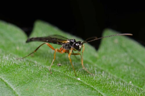 Réf. 259 460 : Rhyssella obliterata